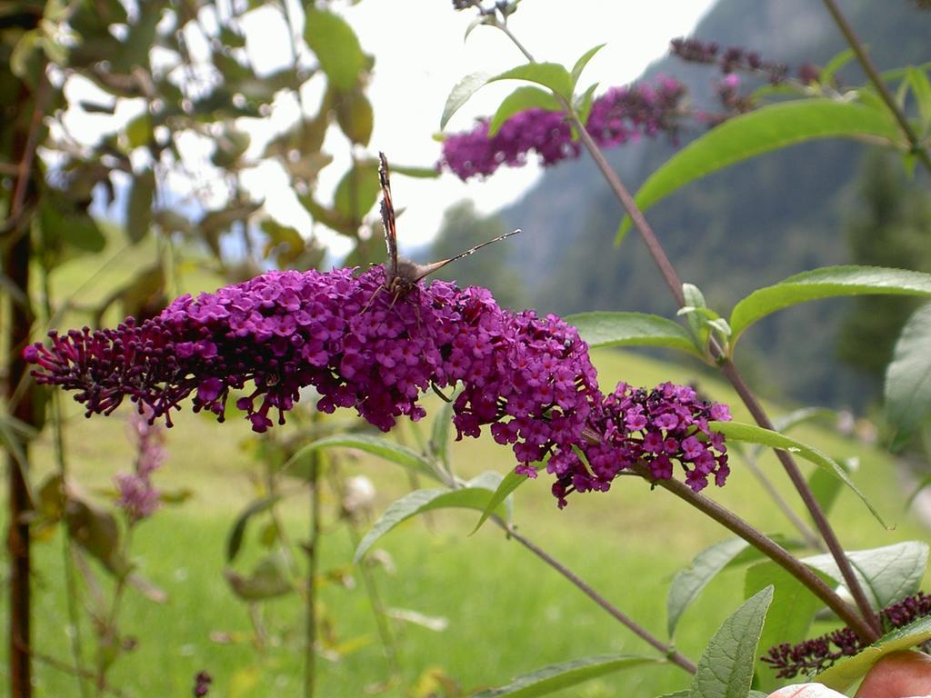 Schachner